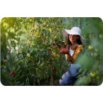 Теплиця садова 2,5 x 4 м (10 м²) біла Plonos - Ідеальні умови для вашого саду - Зображення 11