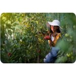 Теплиця садова 3 x 6 м (18 м²) Plonos - Ідеальне рішення для великих садів і городів - Зображення 13